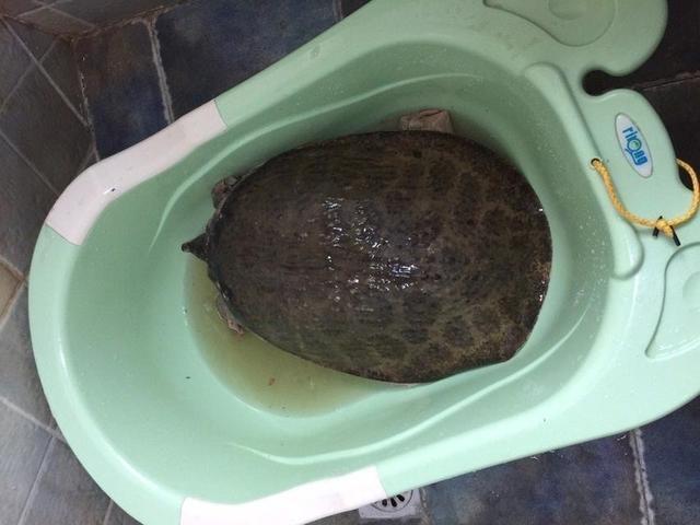 "罕见"河鳖!有人出价1000元,广东这位钓鱼人赚大了