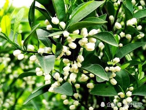 柑橘开花时有哪些农药不能用?柑橘花期如何有效防治病虫害呢?