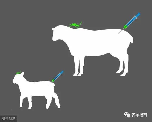 給羊打針喂藥的方法技巧