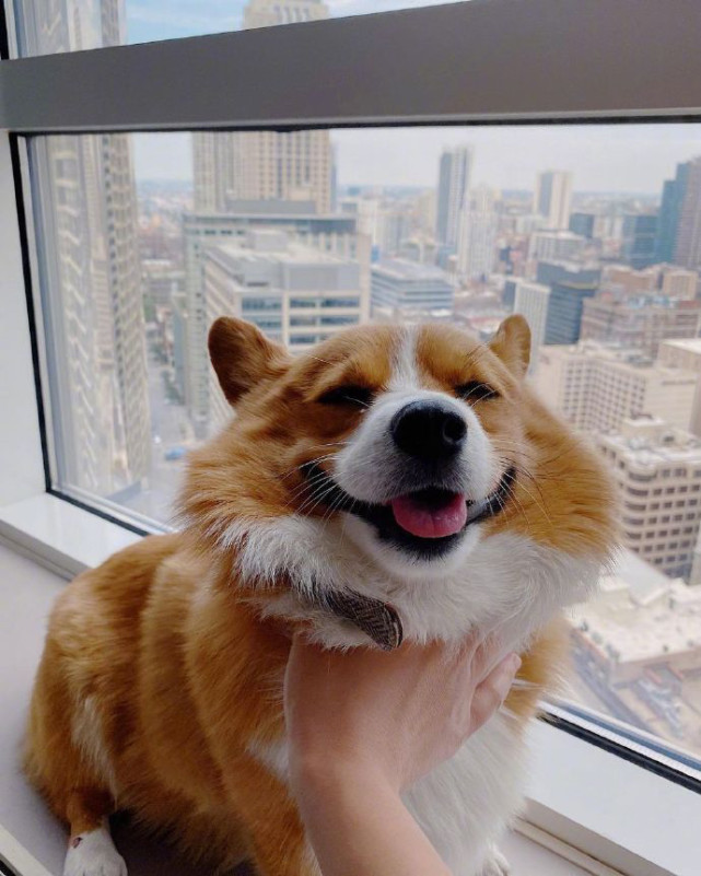 拥有最治愈系微笑的柯基笑容表情不亚于萨摩耶真的被萌到