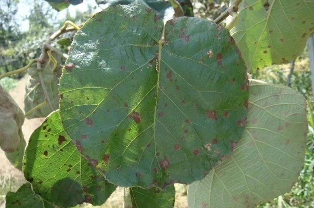 猕猴桃叶斑病的发生及防治_腾讯网