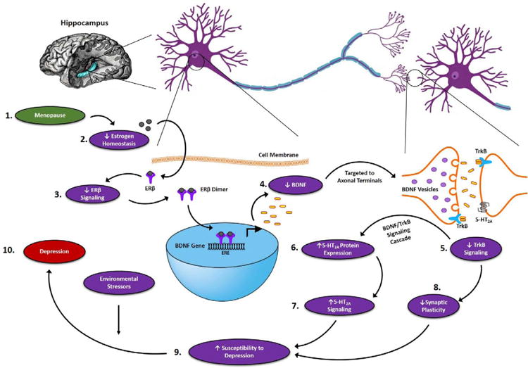 mdd的发生与雌激素受体密切相关.