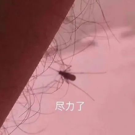 公蚊子 我喝起血来连命都不要 全网搜