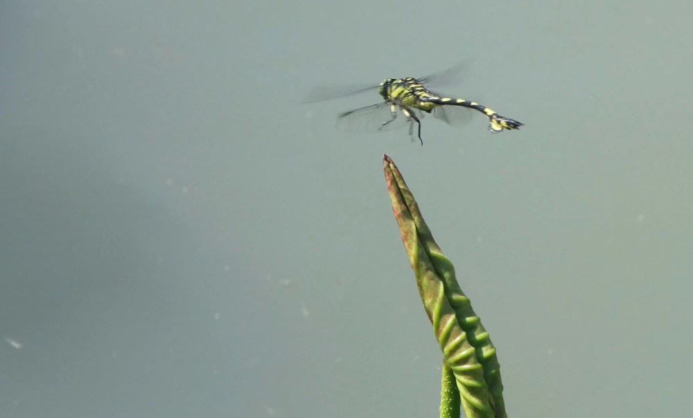 夏天是蜻蜓的季节 公园里 湖面上 腾讯新闻
