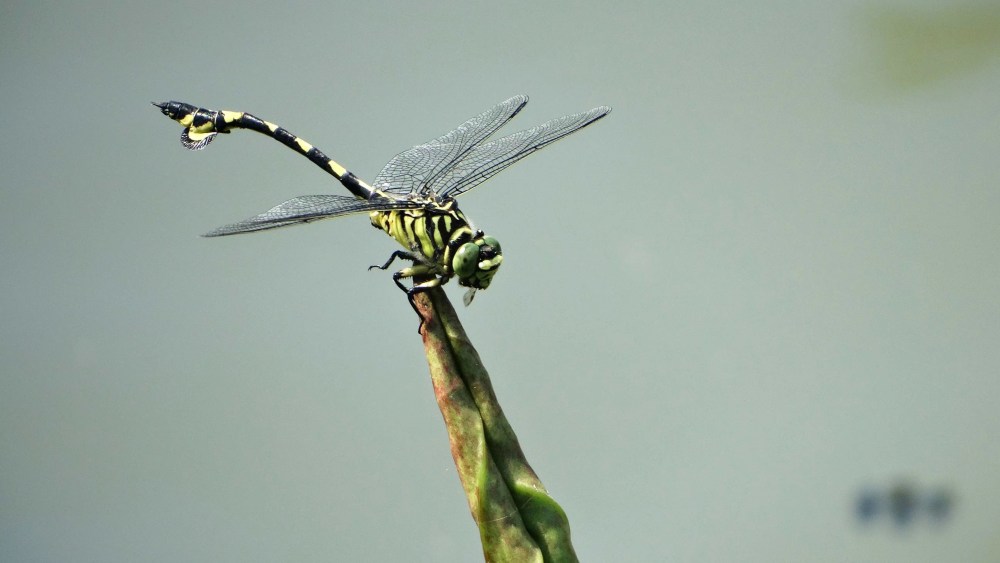 夏天是蜻蜓的季节 公园里 湖面上 腾讯新闻