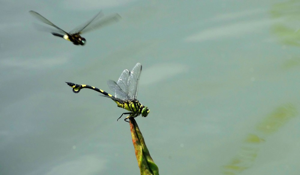 夏天是蜻蜓的季节 公园里 湖面上 腾讯新闻