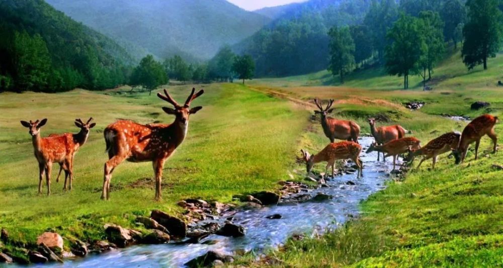 【小众美景】不去奈良,也可以打卡可爱小鹿