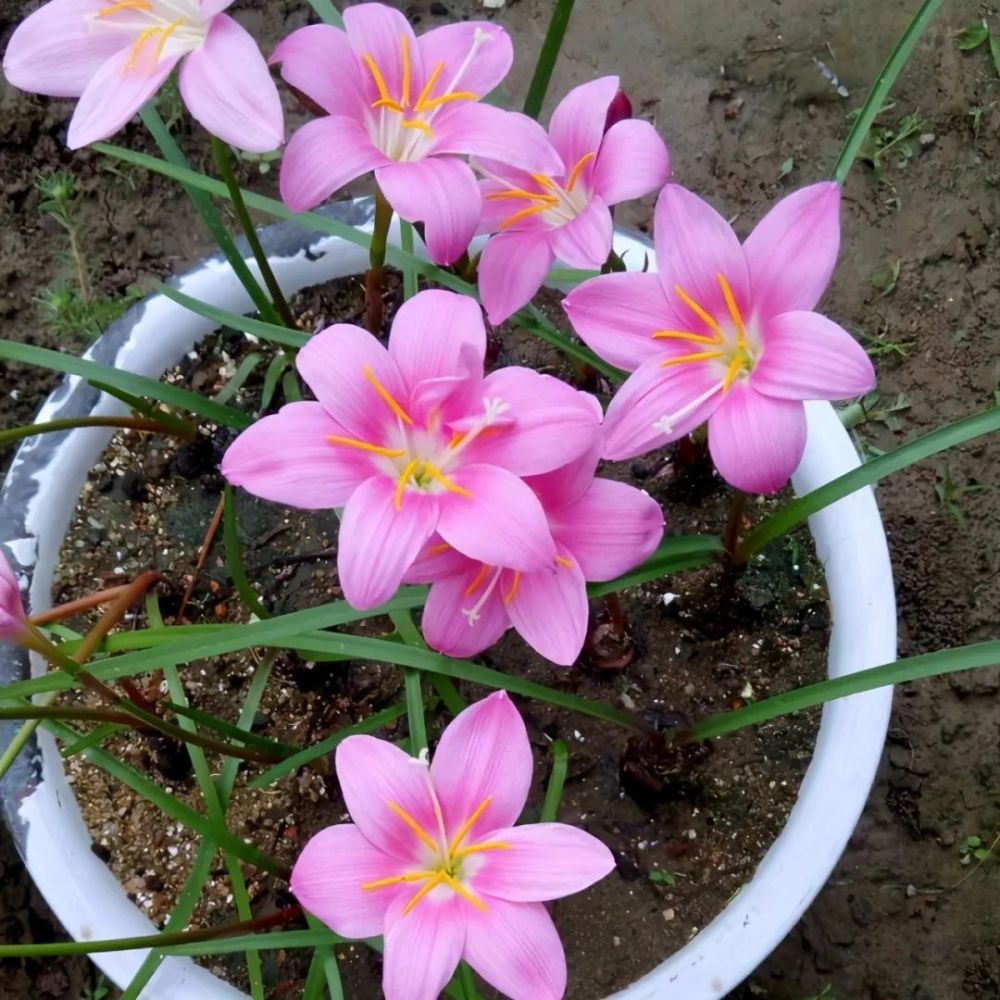 让风雨兰经常开花,有3诀窍,很简单好养,动不动就开花_腾讯新闻