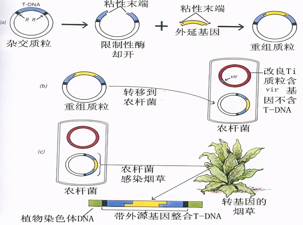 诱变育种的流程图图片