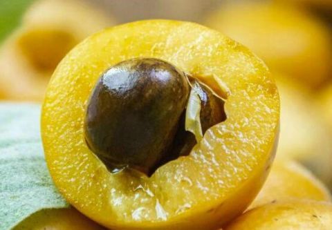 果核内竟有"千金良药",很多人不知道|榴莲|荔枝|疝气|水果|枇杷核