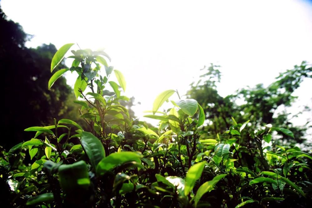 茶识普洱茶的一山一味究竟是怎么来的