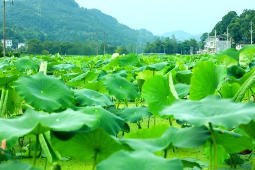 惊艳 来凤第一波荷花开了 就在桶子村 腾讯新闻