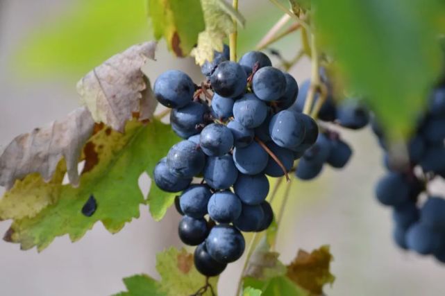 兴安葡萄——夏日炎炎,个大味甜