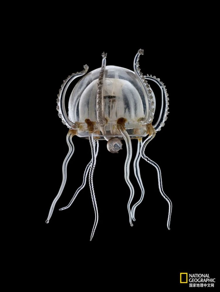 这是新型冠状腰子