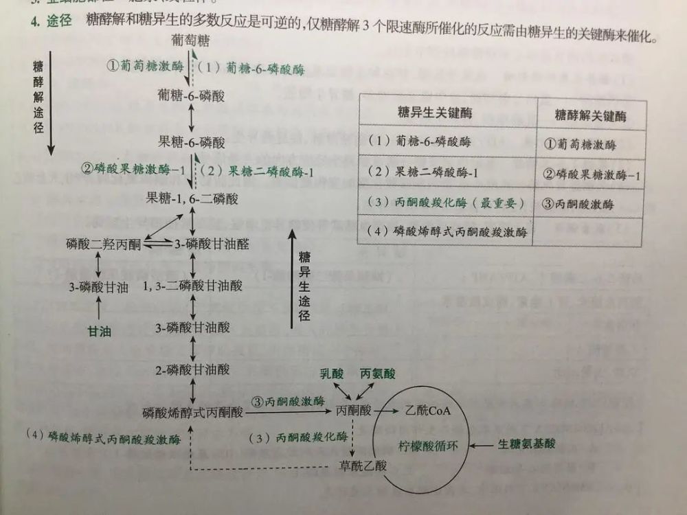 糖异生流程图图片