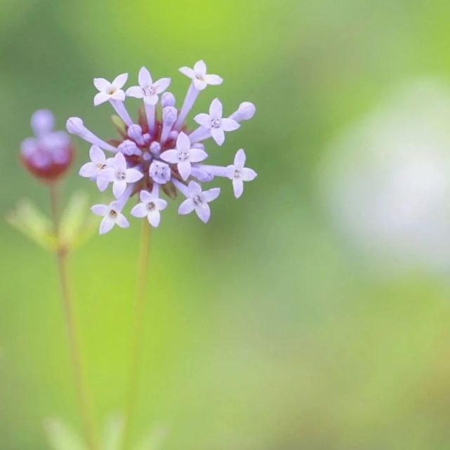 花儿带来好心情的句子(花儿带来好心情的句子简短)