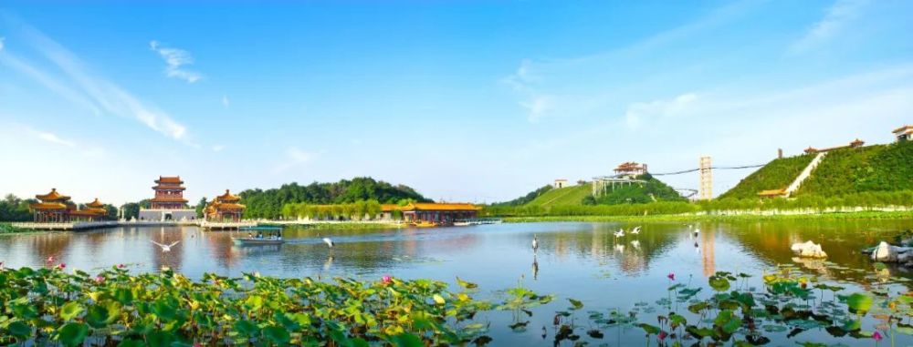 美呆了南娱600亩荷花惊艳绽放