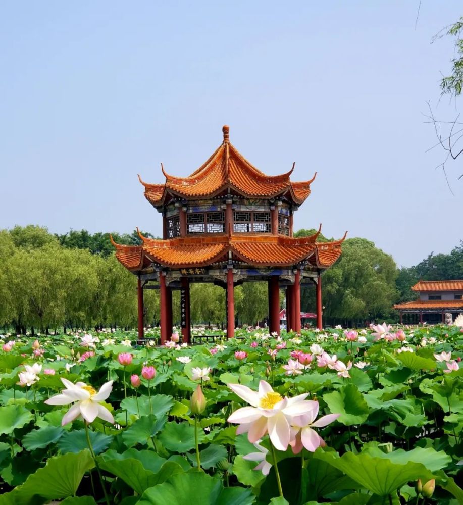 美呆了南娱600亩荷花惊艳绽放