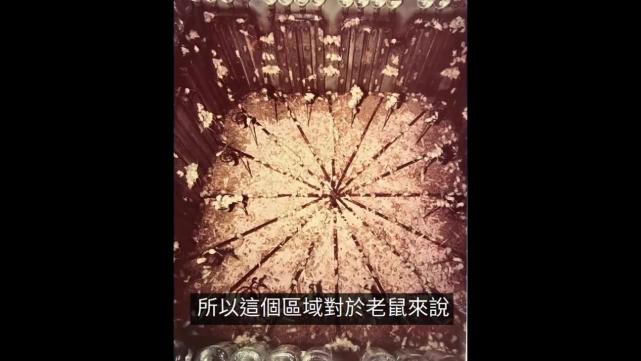 25号宇宙用老鼠做了个模拟实验来模拟人类的命运结果震惊