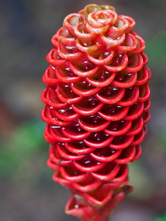 荒野维生野菜系列红球姜