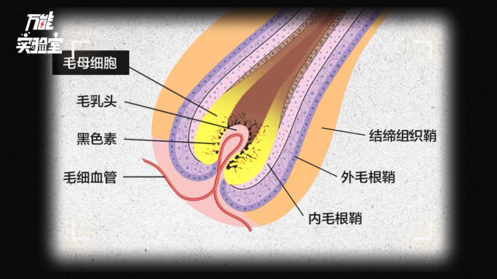回顾脱毛简史我们发现了最好的脱毛方法