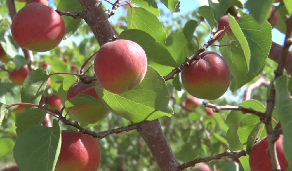 【走向我们的小康生活】科技助力红梅杏增产增收