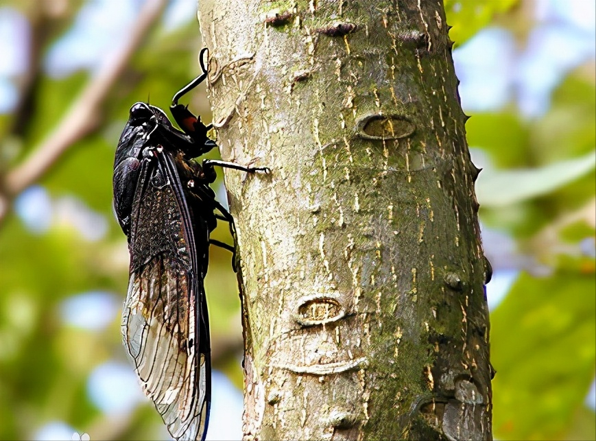 一位大哥说:东北的夏天没有蝉,你信吗?