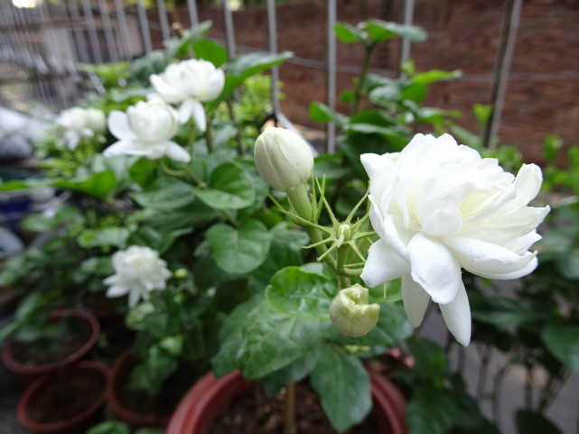 茉莉花界的"王子—菊花茉莉,重瓣大花,浓香四溢,你值得拥有