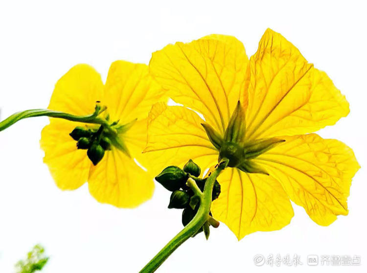 朝开暮萎,金黄的丝瓜花娇媚怒放朝开暮萎,金黄的