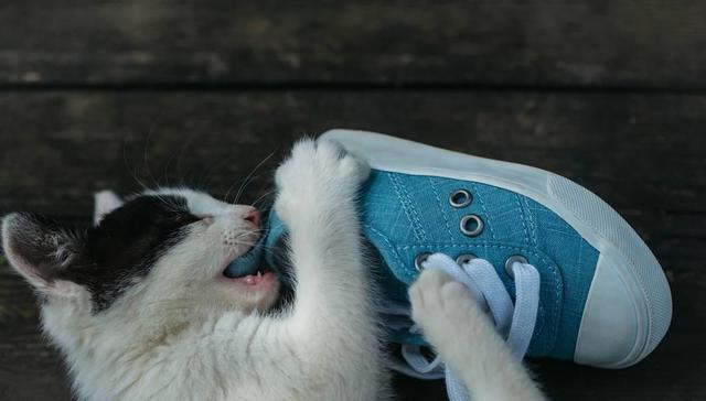 猫咪思念主人的6种行为 第3个常常被宠主误解 腾讯新闻