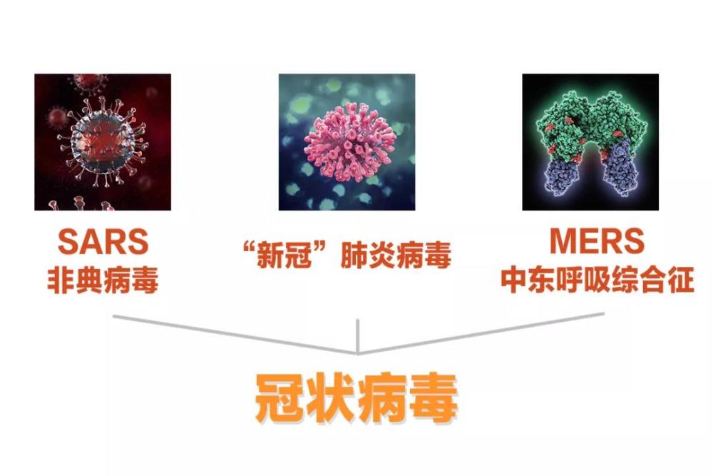 包括严重急性呼吸综合征(sars),中东呼吸综合征(mers)和新型冠状病毒