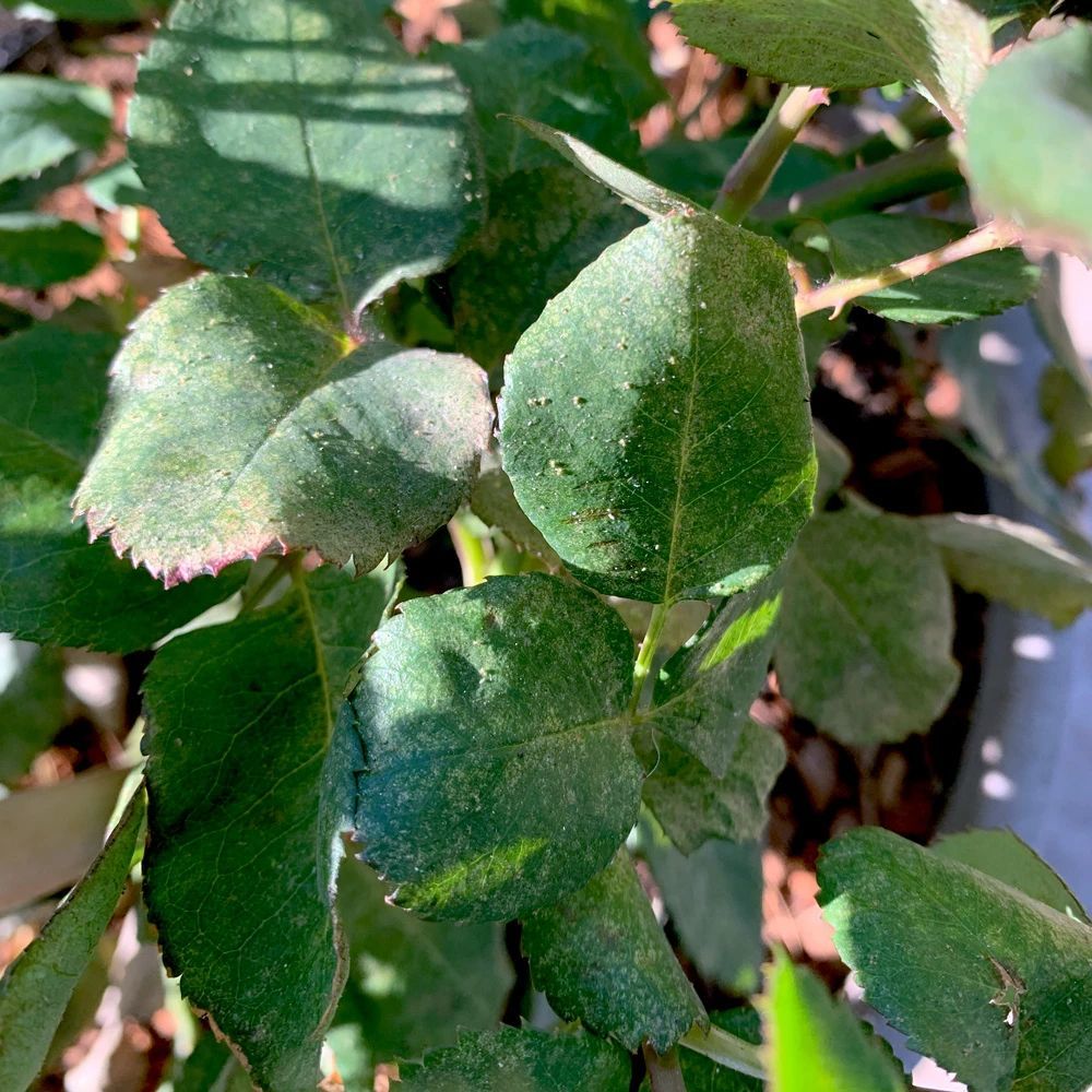 如果你家里的植物已经感染红蜘蛛,又不想喷药,其实也可以用物理的方法