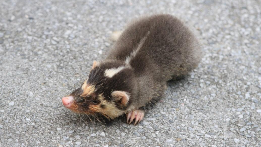 湖南茶陵男子捉老鼠,意外地捕到了一只野生动物,结局会怎么样?