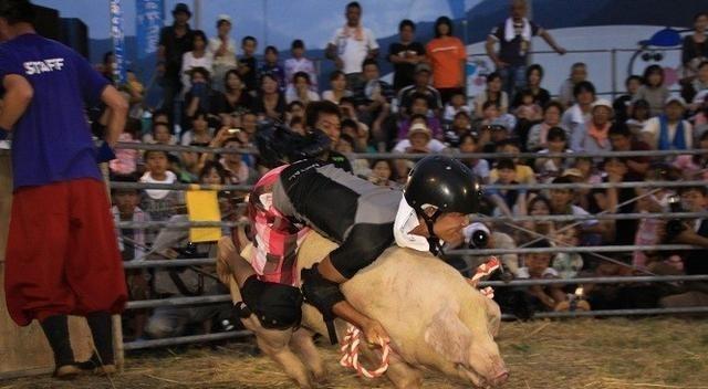 超过了非常多的哺乳动物,在日本有一个非常有趣的活动,就是骑猪大赛