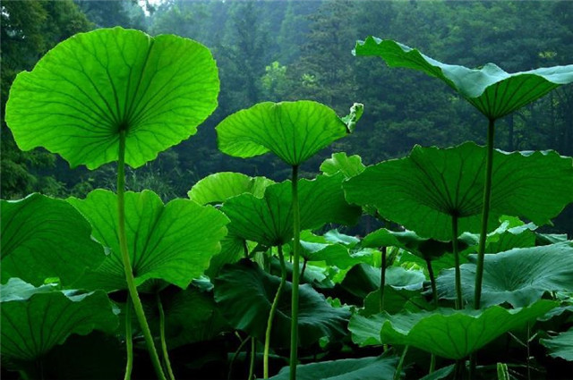 细品荷叶古诗六首,荷叶水上生,详解李商隐的荷叶生时春恨生的含义