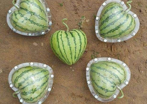 在2013年的时候,日本的方形西瓜开始大火,它不光是在本国很受关注,就