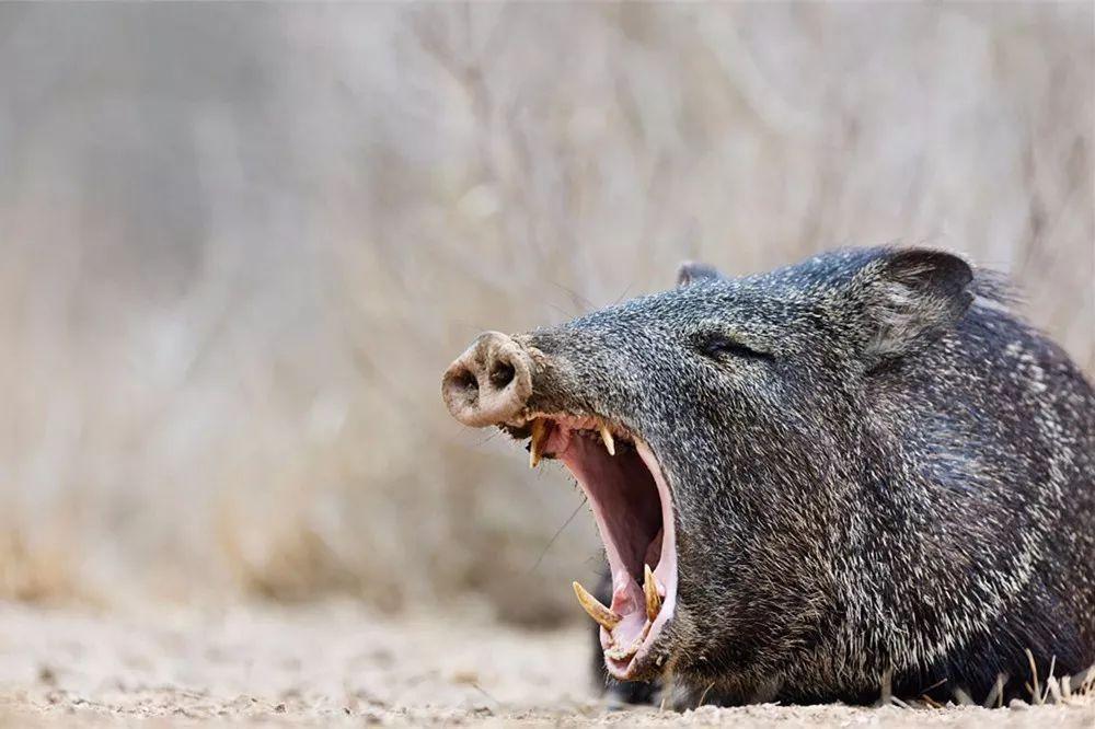 野猪偷入深圳植物园,啃食国家一级保护植物,专家:看会不会中毒