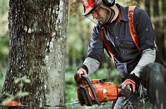 伐木工野外砍树,切开树干发现"狗化石",吓得立马报警