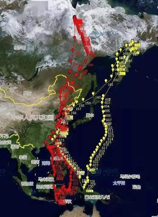 燕子万里迁徙到南半球猎手伺机而动还被人捕食犹如死亡行军