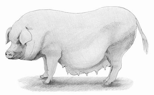 荣昌猪的手绘图 金龙供图