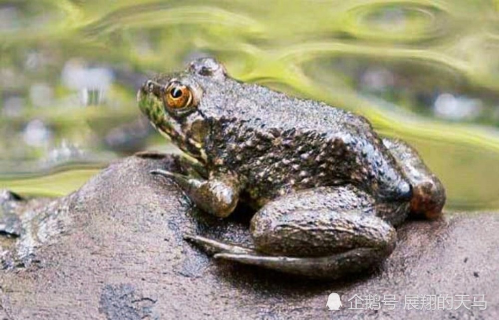 但牛蛙恰恰相反,所以就导致牛蛙在国内的野外环境中基本上是没有天敌