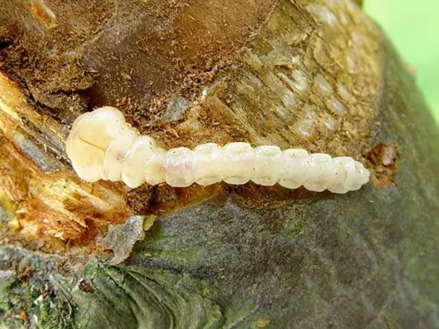 柑橘吉丁虫怎么防治,不防治有哪些不可承担的后果?