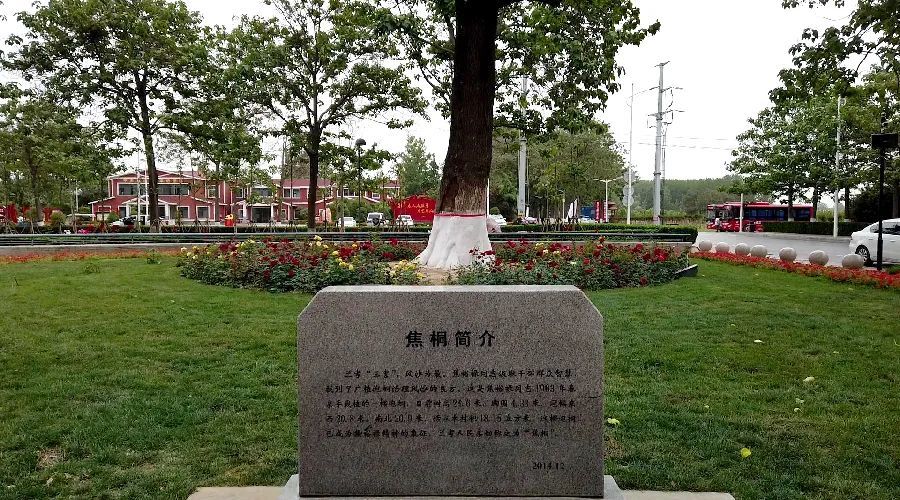 看焦桐花开