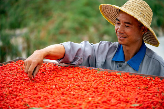 新疆尉犁:头茬枸杞采摘忙