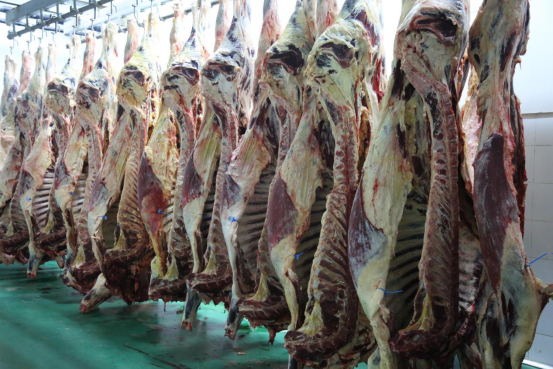福成股份:肉牛养殖新厂扩建 预计投产后增产2万头