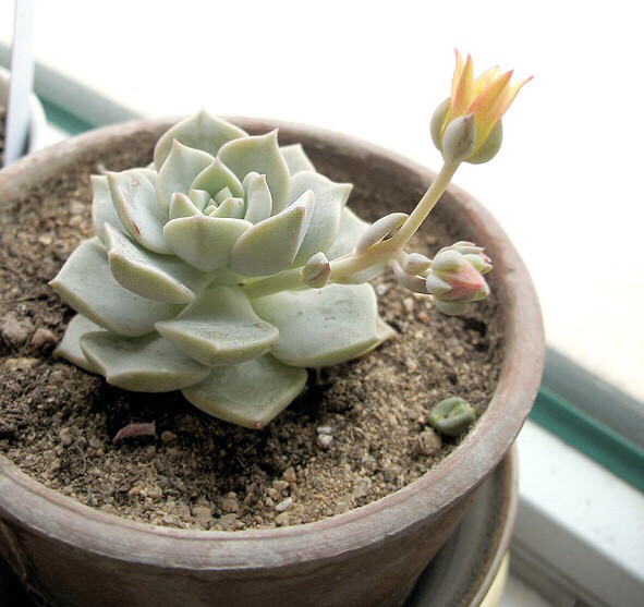 多肉补全计划 白牡丹 腾讯新闻