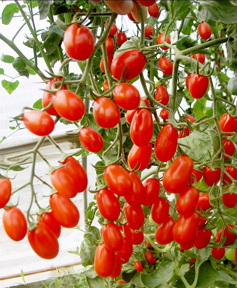 3,"太空樱桃番茄"(圣女果),含糖量高达13%,与柑桔含糖量差不多相同