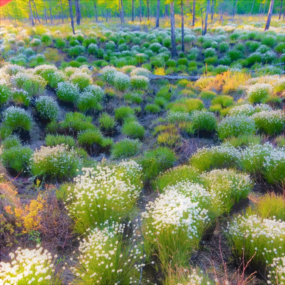 林都伊春|迷人的小兴安岭湿地"塔头花"