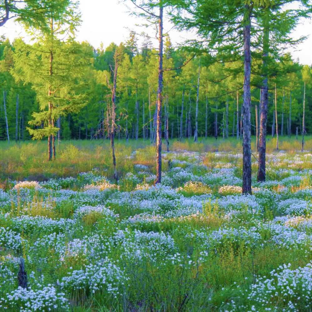 林都伊春|迷人的小兴安岭湿地"塔头花"