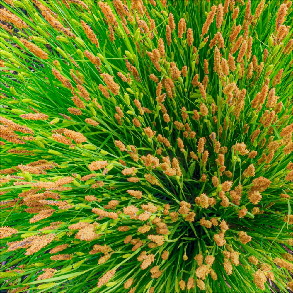 林都伊春|迷人的小兴安岭湿地"塔头花"